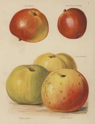 Irischer Pfirsich, Früher Roter Joanetting, Lord Grosvenor, Stirling Castle, Yorkshire Schönheit